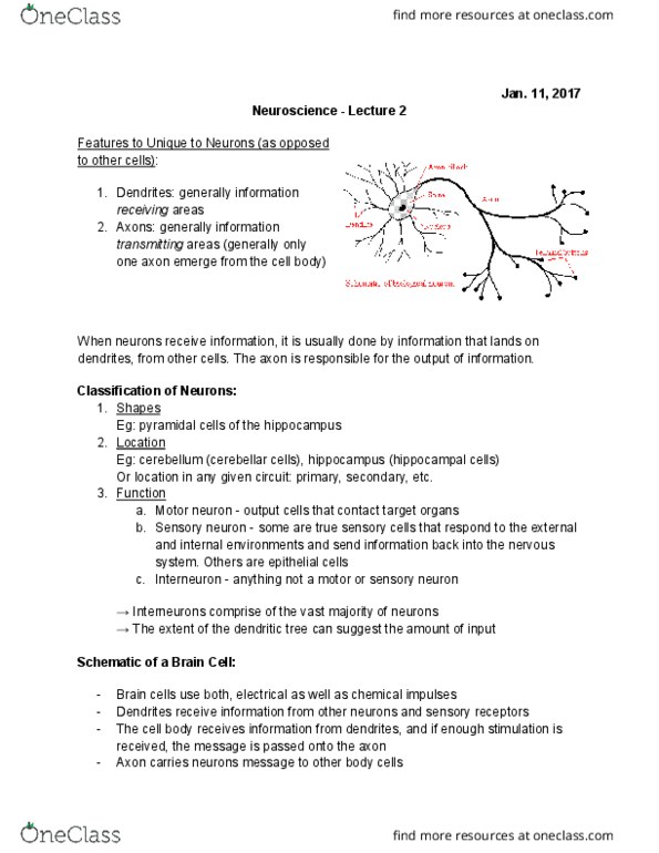 BIOL 1F25 Lecture Notes - Lecture 22: Action Potential, Myelin, Sensory Neuron thumbnail