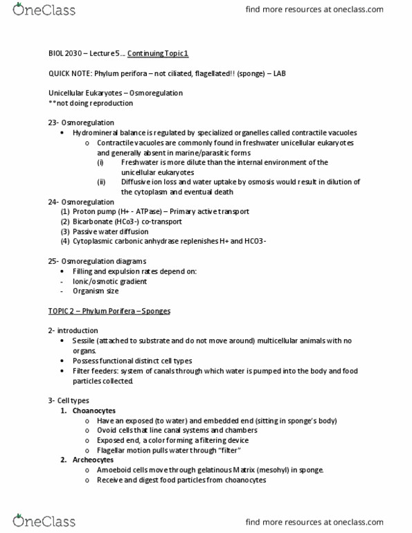 BIOL 2030 Lecture Notes - Lecture 5: Pinacoderm, Cell Potency, Spongin thumbnail