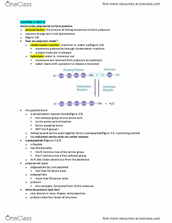 BIOL 118 Lecture Notes - Lecture 3: Hemoglobin, Ribose, Cytosine thumbnail