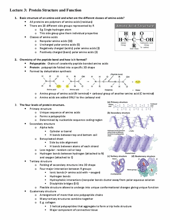 Biology 1002B Lecture Notes - Lecture 3: Actin, Rhodopsin, Hemoglobin thumbnail