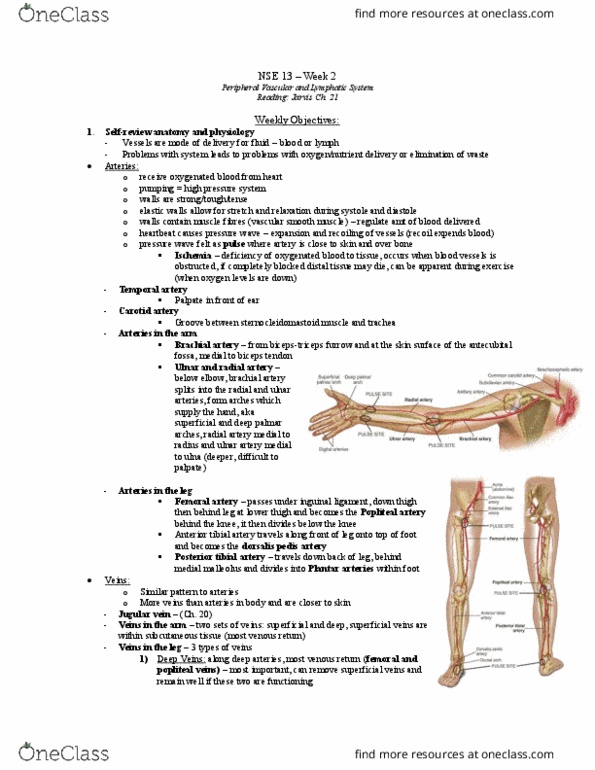 NSE 13A/B Chapter 21: NSE 13 Week 2 Objectives- Peripheral Vascular and Lymphatic Systems thumbnail