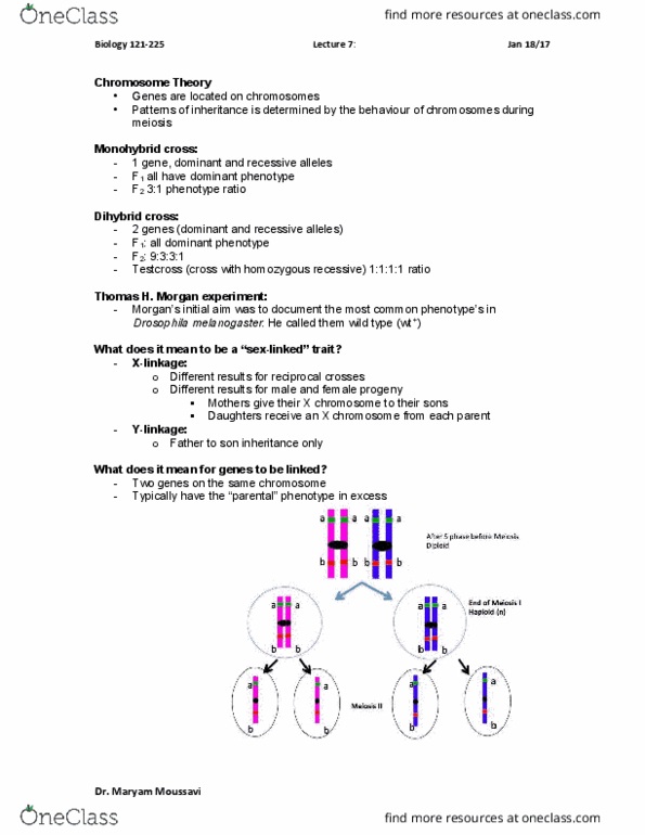 BIOL 121 Lecture Notes - Lecture 7: Dihybrid Cross, Wild Type, Phenotype thumbnail