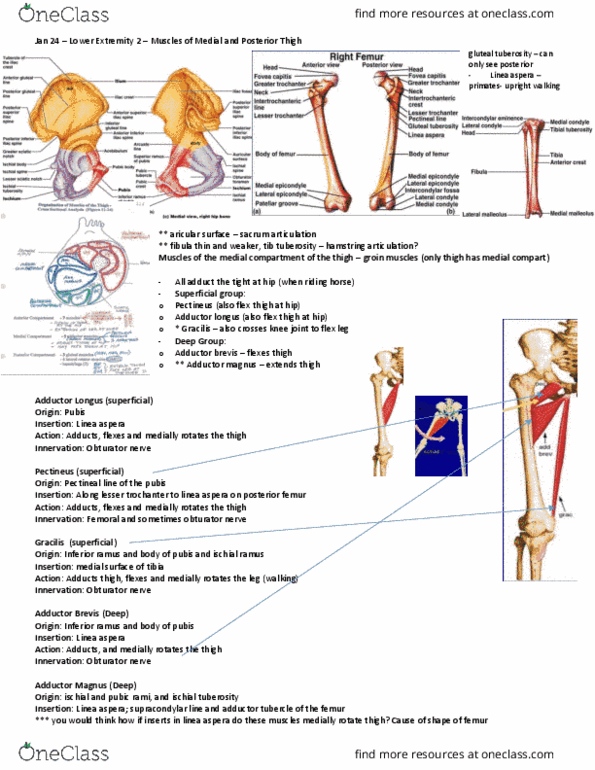 Anatomy and Cell Biology 3319 Lecture Notes - Lecture 28: Tibial Nerve, Lateral Condyle Of Femur, Sciatic Nerve thumbnail