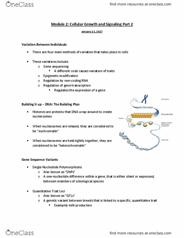 ANS 3043 Lecture Notes - Lecture 4: Microrna, Homeostasis, Heterochromatin thumbnail