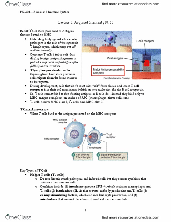 PSL301H1 Lecture Notes - Lecture 5: Mhc Class I, Chymotrypsin, White Blood Cell thumbnail