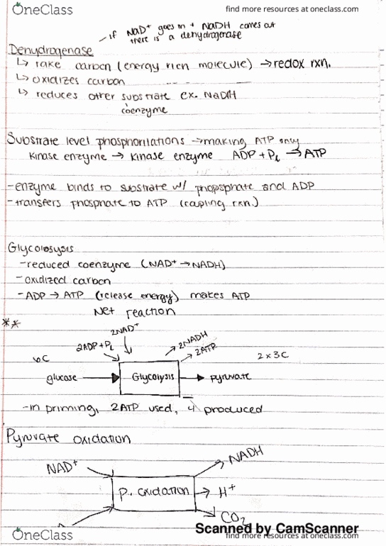 BS 161 Lecture 4: BS 161 Lecture 4 Notes thumbnail