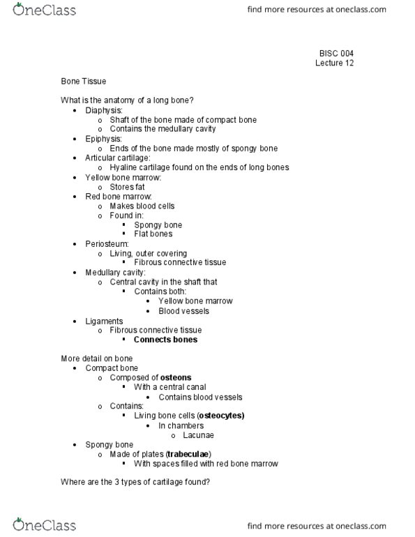 BI SC 004 Lecture Notes - Lecture 12: Bone Marrow, Connective Tissue, Medullary Cavity thumbnail