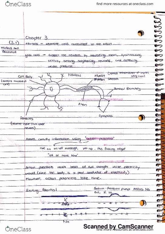PSYCH W1 Chapter 3.1: 3.1 notes thumbnail