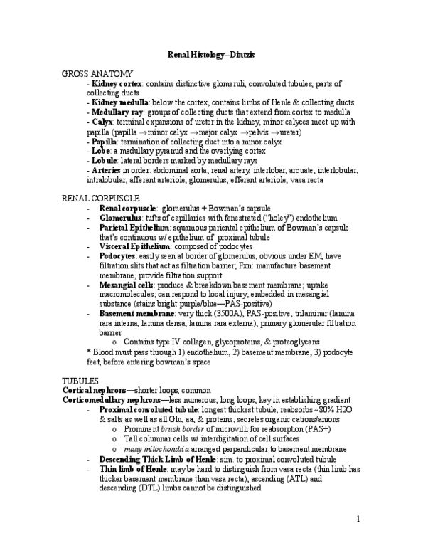 BIOL 2P93 Lecture Notes - Basal Lamina, Afferent Arterioles, Arteriole thumbnail