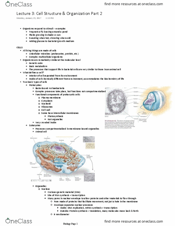 Biology And Biomedical Sciences BIOL 2960 Lecture Notes - Lecture 3: Nuclear Membrane, Growth Medium, Archaea thumbnail