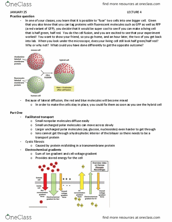 BIOL3040 Lecture Notes - Lecture 4: Electrochemical Gradient, Transmembrane Protein, Mechanotransduction thumbnail