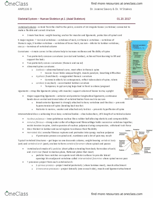 ANP 1106 Lecture Notes - Lecture 4: Lumbar Vertebrae, Thoracic Vertebrae, Intervertebral Foramina thumbnail