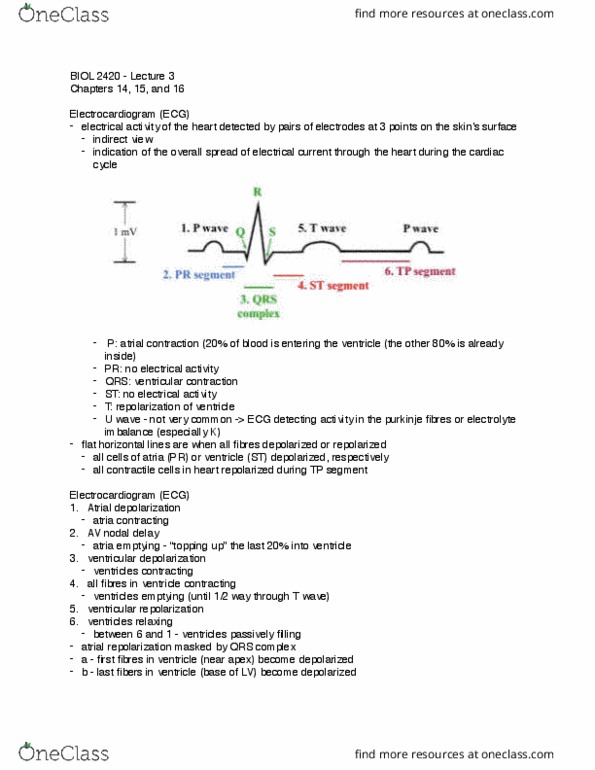 BIOL 2420 Lecture Notes - Lecture 3: Atrioventricular Node, Qrs Complex, Water–Electrolyte Imbalance thumbnail