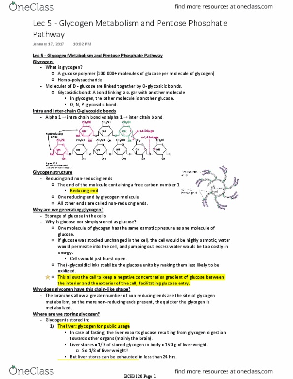 BCH 3120 Lecture Notes - Lecture 5: Glycosidic Bond, Postprandial, Glycogen thumbnail