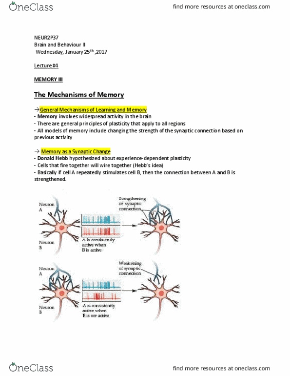 NEUR 2P37 Lecture Notes - Lecture 4: Protein Synthesis Inhibitor, Long-Term Potentiation, Nmda Receptor thumbnail