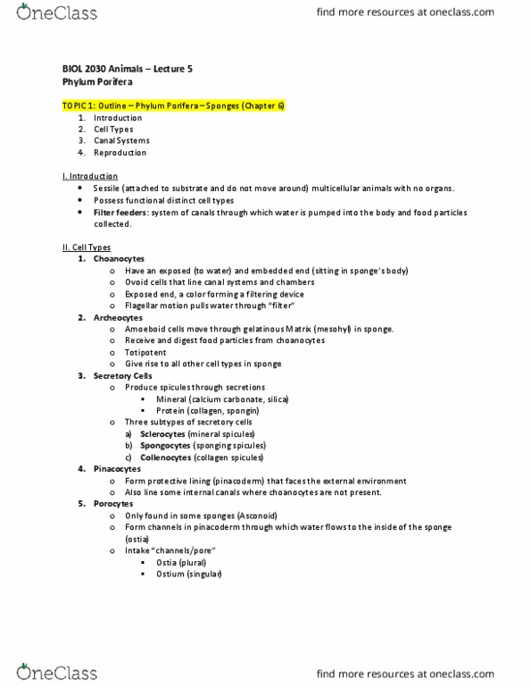 BIOL 2030 Lecture Notes - Lecture 5: Pinacoderm, Osculum, Mesohyl thumbnail