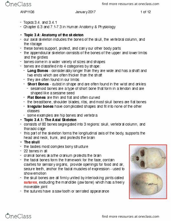 ANP 1106 Chapter Notes - Chapter 7.1-7.3: Ear Canal, Appendicular Skeleton, Internal Carotid Artery thumbnail