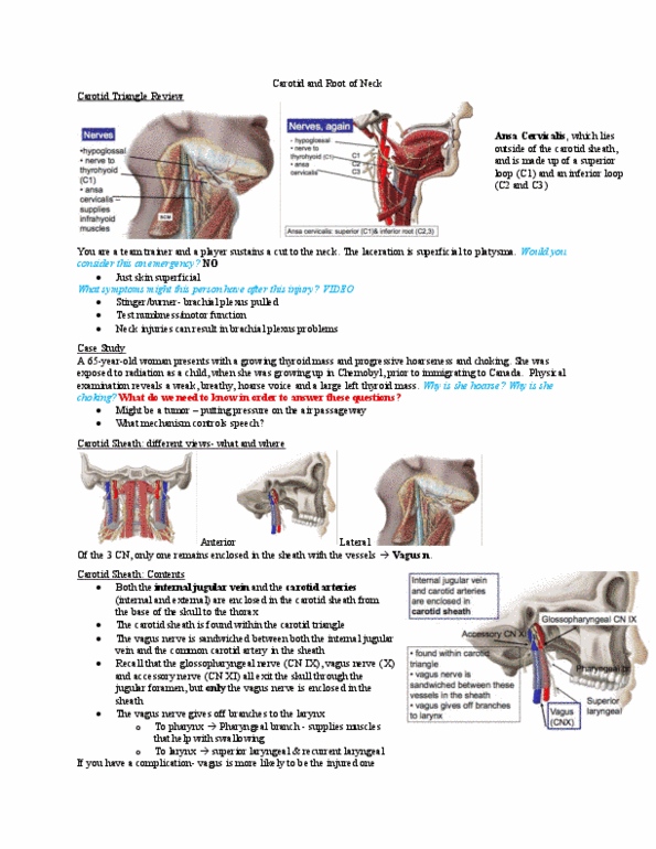 Anatomy and Cell Biology 2221 Lecture Notes - Lecture 7: Platysma Muscle, Baroreceptor, Arytenoid Cartilage thumbnail