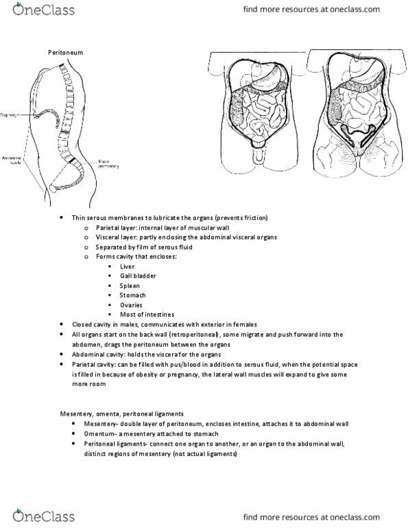 MEDRADSC 2H03 Lecture Notes - Lecture 1: Falciform Ligament, Hepatorenal Recess Of Subhepatic Space, Aorta thumbnail