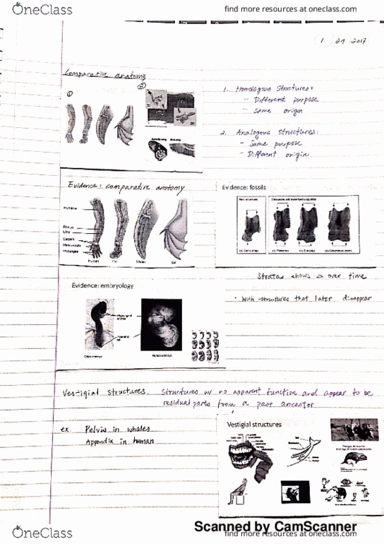 BIOL 102 Lecture 2: 1/24 Lectures - Comparative anatomy/structures thumbnail