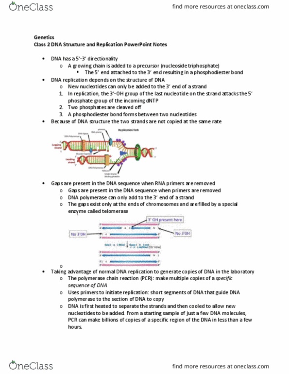 MCDB 2150 Lecture Notes - Lecture 2: Telomerase, Phosphodiester Bond, Nucleoside Triphosphate thumbnail