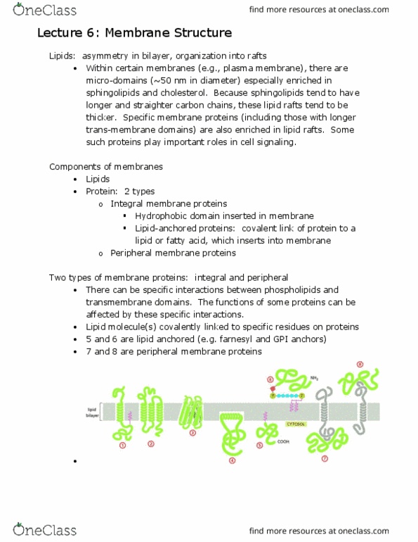 BIO 320 Lecture Notes - Lecture 6: Lipid Bilayer, Trypsin, Covalent Bond thumbnail