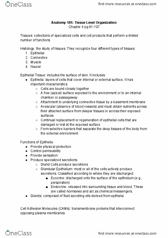 ANAT 101 Chapter Notes - Chapter 2: Epiglottis, Hemidesmosome, Hyaline thumbnail