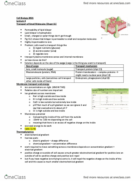 BIOL 2021 Lecture Notes - Lecture 4: Antiporter, Atp Synthase, Drug Resistance thumbnail