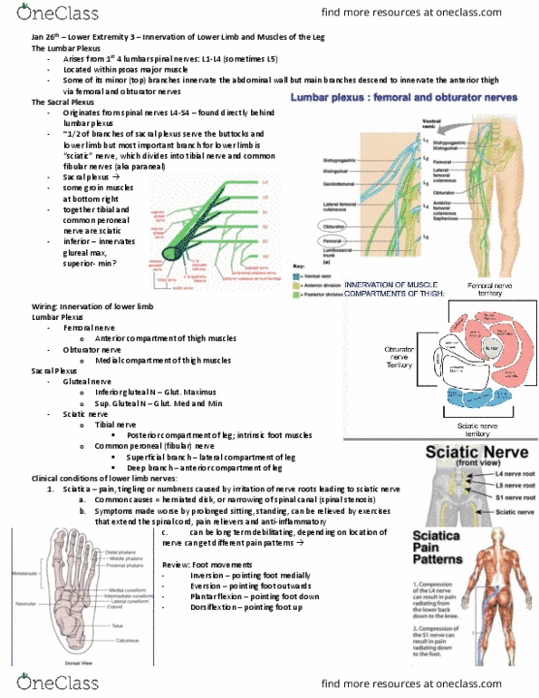 Anatomy and Cell Biology 3319 Lecture Notes - Lecture 21: Spinal Stenosis, Sciatica, Tibial Nerve thumbnail