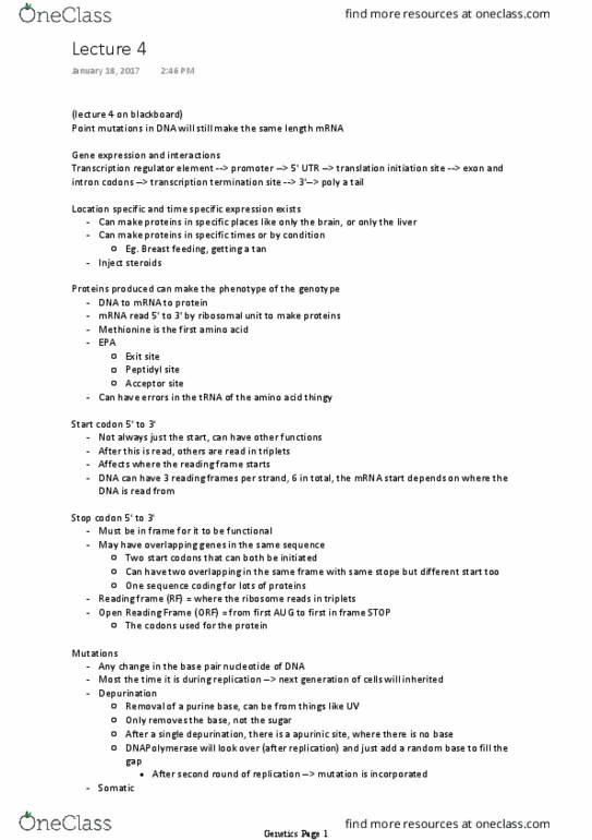 BIO 2133 Lecture Notes - Lecture 4: Transfer Rna, Purine, Haploinsufficiency thumbnail