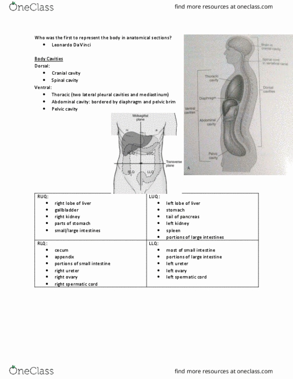 MEDRADSC 2H03 Lecture Notes - Lecture 3: Psoas Major Muscle, Abdominal Internal Oblique Muscle, Iliopsoas thumbnail