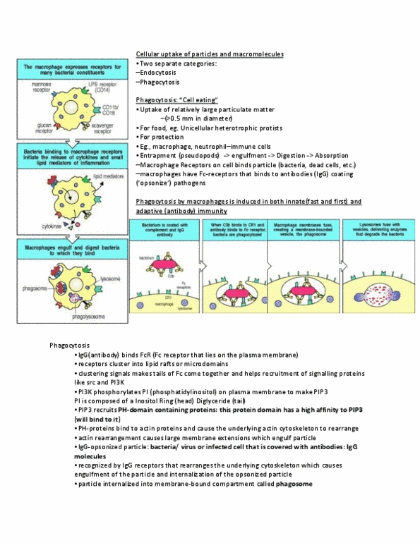 BIOB10Y3 Lecture Notes - Lecture 6: Peroxisomal Targeting Signal, Endosome, Diglyceride thumbnail