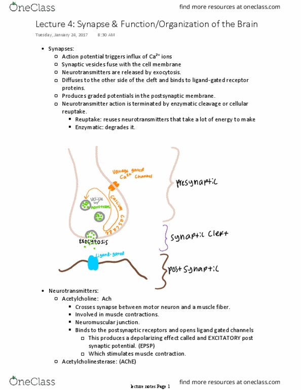 BIOL 2312 Lecture Notes - Lecture 4: Threshold Voltage, Motor Neuron, Autonomic Nervous System thumbnail