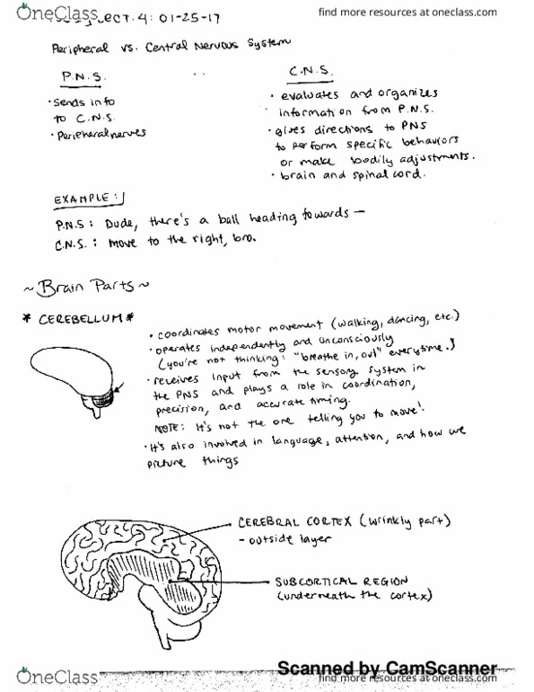 PSC 1 Lecture 4: Brain Parts thumbnail