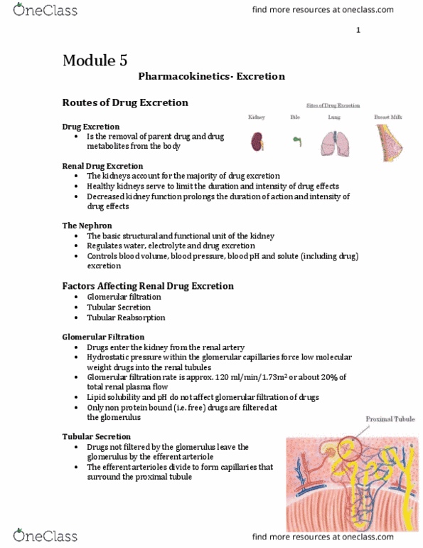 Pharmacology 2060A/B Lecture Notes - Lecture 5: Enterohepatic Circulation, Proximal Tubule, Nephron thumbnail
