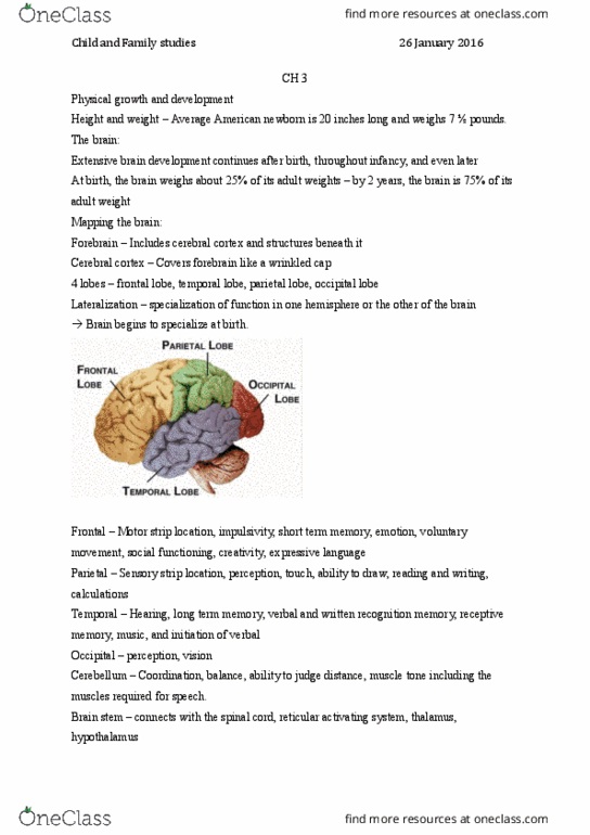 CFS 210 Lecture Notes - Lecture 2: Parietal Lobe, Cerebellum, Occipital Lobe thumbnail