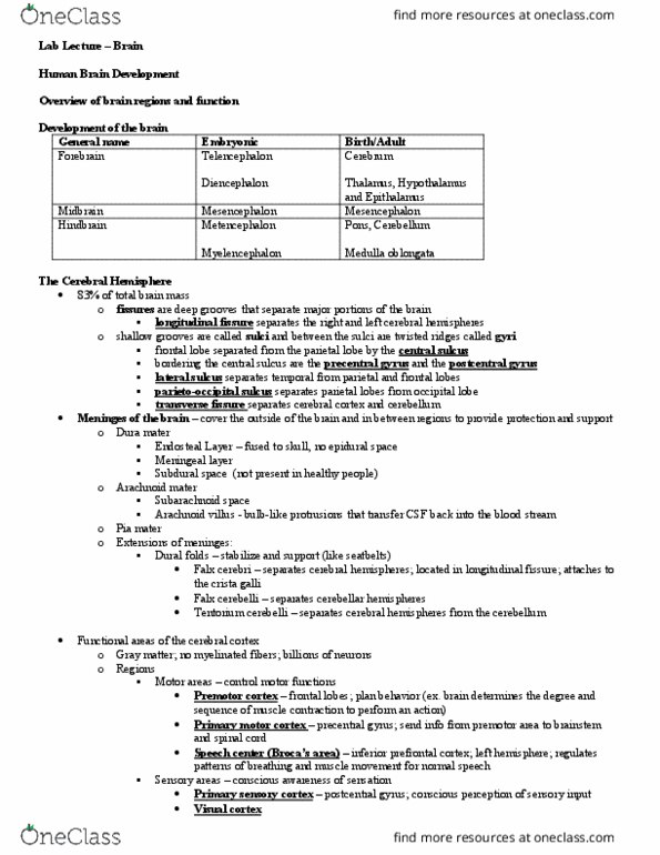 BIOL 221L Lecture Notes - Lecture 3: Epidural Space, Autonomic Nervous System, Crista Galli thumbnail