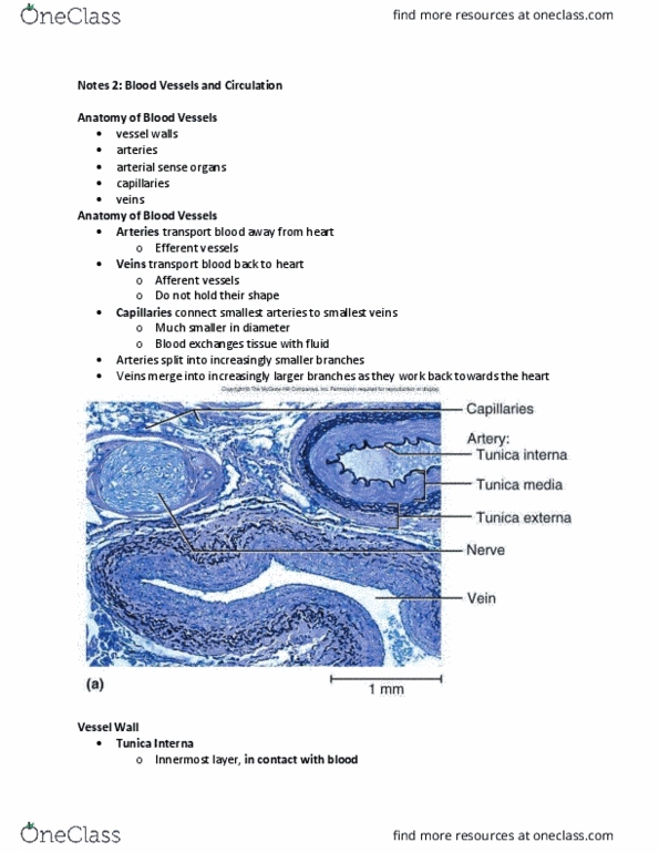 BIOL 1119 Lecture Notes - Lecture 2: Common Iliac Artery, Simple Squamous Epithelium, Atherosclerosis thumbnail
