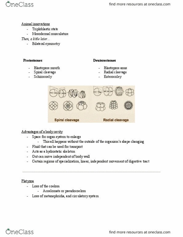 BIO 2135 Lecture Notes - Lecture 6: Nephridium, Hydrostatic Skeleton, Triploblasty thumbnail