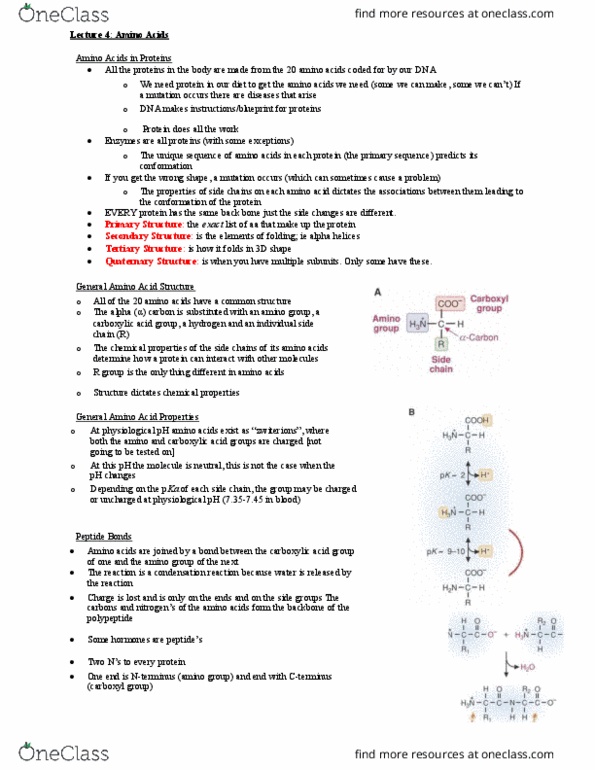 HTHSCI 1LL3 Lecture Notes - Lecture 4: Disulfide, Carboxylic Acid, Amine thumbnail