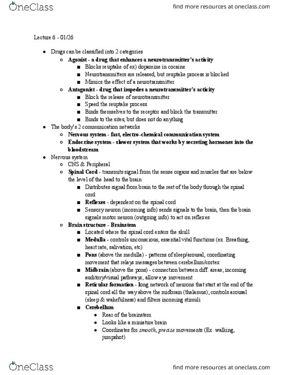 PSY BEH 9 Lecture Notes - Lecture 6: Cerebral Cortex, Auditory Cortex, Motor Neuron thumbnail