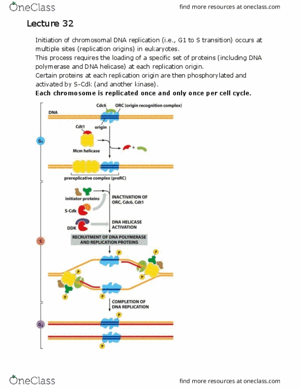 BIO 320 Lecture Notes - Lecture 32: Dna Replication Factor Cdt1, Cdc6, Geminin thumbnail