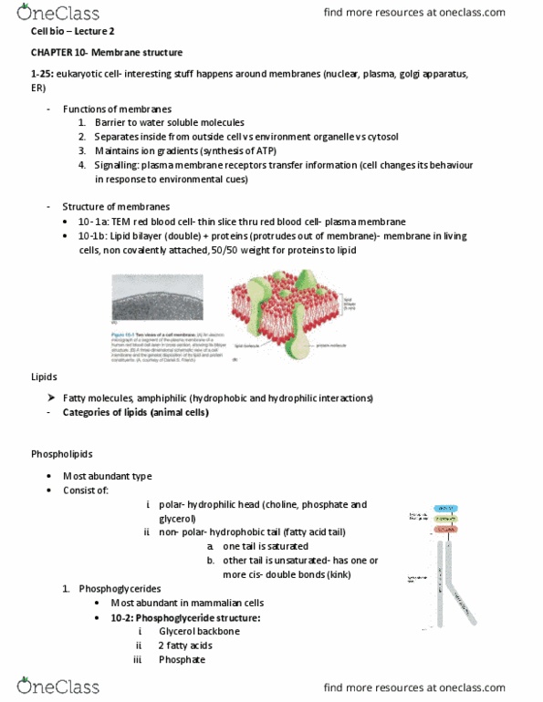 BIOL 2021 Lecture Notes - Lecture 2: Lipid Bilayer, Red Blood Cell, Glycerophospholipid thumbnail