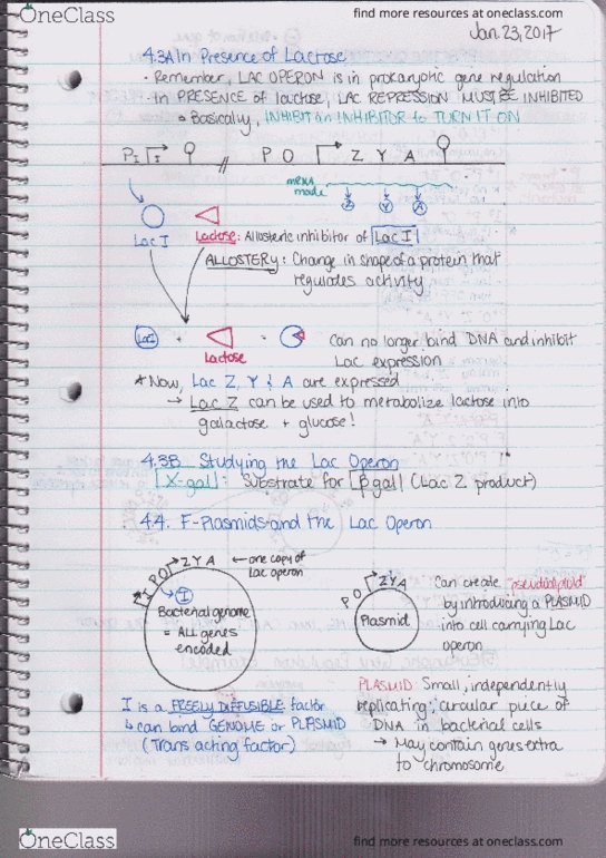 BIOL207 Lecture Notes - Lecture 6: Lac Operon, Plasmid, Pactor thumbnail