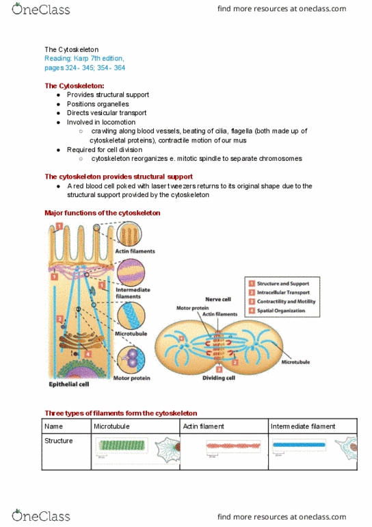 BIO130H1 Lecture Notes - Lecture 4: Fluorescence Microscope, Intermediate Filament, Spindle Apparatus thumbnail