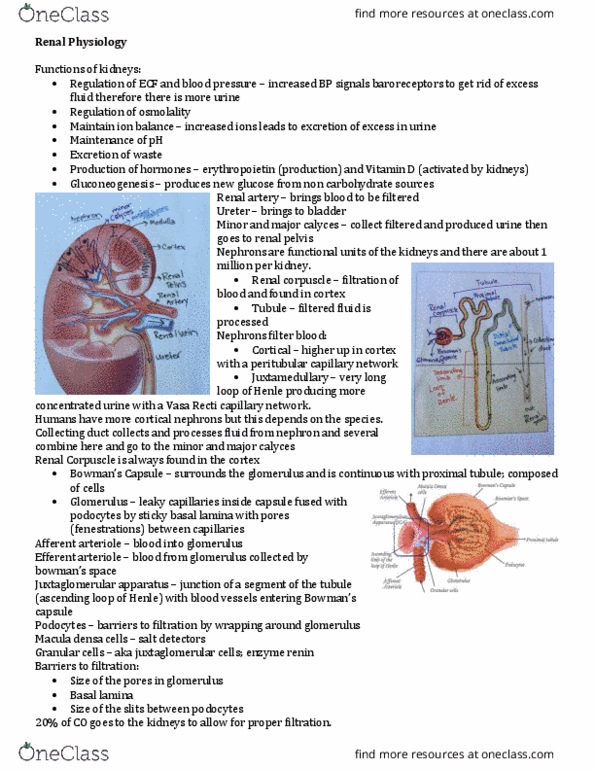 Physiology 2130 Lecture Notes - Lecture 7: Renal Function, Distal Convoluted Tubule, Renal Corpuscle thumbnail
