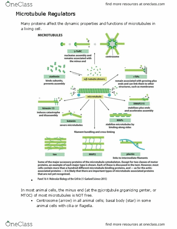 BIO 320 Chapter Notes - Chapter 7: Microtubule Organizing Center, Tubulin, Centrosome thumbnail
