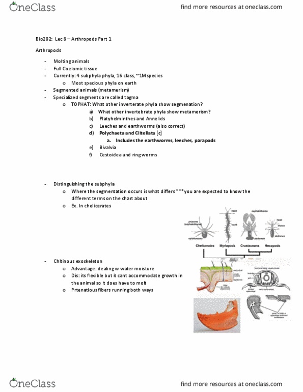 BIOL 202 Lecture Notes - Lecture 8: Opisthosoma, Cestoda, Arthropod Cuticle thumbnail