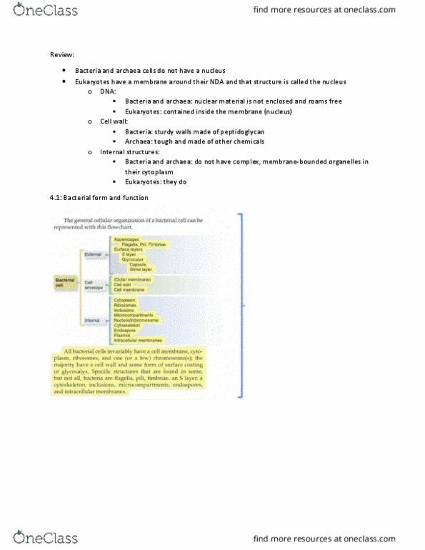 BIOL 257 Chapter Notes - Chapter 4: Eukaryote, Firmicutes, Glycan thumbnail