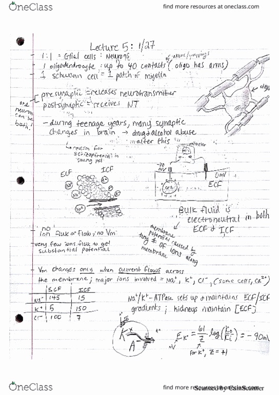 PHYSIOL 435 Lecture 5: Physiology lecture 5 thumbnail